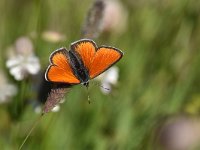 Lycaena hippothoe 30, Rode Vuurvlinder, Saxifraga-Luuk Vermeer