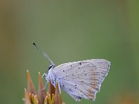 Lycaena phlaeas 79, Kleine vuurvlinder, Saxifraga-Luuk Vermeer