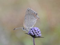 Lycaena phlaeas 80, Kleine vuurvlinder, Saxifraga-Luuk Vermeer