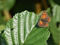 Lycaena phlaeas 83, Kleine vuurvlinder, Saxifraga-Luuk Vermeer