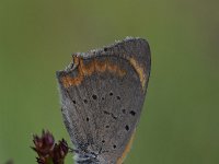 Lycaena phlaeas 85, Kleine vuurvlinder, Saxifraga-Luuk Vermeer