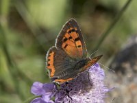 Lycaena phlaeas 88, Kleine vuurvlinder, Saxifraga-Willem van Kruijsbergen