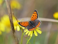 Lycaena phlaeas 89, Kleine vuurvlinder, Saxifraga-Tom Heijnen