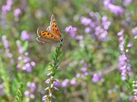 Lycaena phlaeas 94, Kleine vuurvlinder, Saxifraga-Tom Heijnen