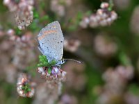 Lycaena phlaeas 96, Kleine vuurvlinder, Saxifraga-Tom Heijnen