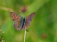 Lycaena tityrus 69, Bruine vuurvlinder, Saxifraga-Hans Dekker