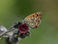 Lycaena tityrus 77, Bruine vuurvlinder, Saxifraga-Luuk Vermeer