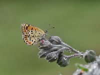 Lycaena tityrus 78, Bruine vuurvlinder, Saxifraga-Luuk Vermeer