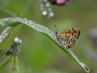 Lycaena tityrus 79, Bruine vuurvlinder, Saxifraga-Luuk Vermeer