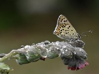 Lycaena tityrus 86, Bruine vuurvlinder, Saxifraga-Luuk Vermeer