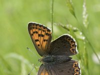 Lycaena tityrus 90, Bruine vuurvlinder, Saxifraga-Willem van Kruijsbergen