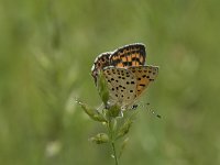 Lycaena tityrus 91, Bruine vuurvlinder, Saxifraga-Willem van Kruijsbergen