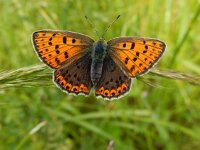Lycaena tityrus 93, Bruine vuurvlinder, Saxifraga-Peter Meininger