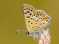 European Butterfly Sooty Copper  European Butterfly Sooty Copper (Lycaena tityrus) with blurred background, beautiful bokeh. Butterfly in natural environment nature of Europe. : Lycaena, Netherlands, animal, background, beautiful, beauty, blue, brown, butterfly, closeup, colorful, copper, europe, european butterfly, farfalla, fauna, field, flower, garden, germany, grass, green, indicator, insect, macro, mariposa, meadow, mesotrophic, natural, nature, oligotrophic, orange, plant, rare, resting, scarce, sooty, sooty copper, spring, summer, sun, sunlight, tityrus, wild, wildlife, wing, wings, yellow