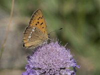 Lycaena virgaureae 128, Morgenrood, Saxifraga-Willem van Kruijsbergen