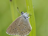 Maculinea alcon 42, Gentiaanblauwtje, Saxifraga-Luuk Vermeer