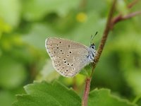 Maculinea alcon 43, Gentiaanblauwtje, Saxifraga-Luuk Vermeer