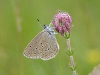 Maculinea alcon 44, Gentiaanblauwtje, Saxifraga-Luuk Vermeer