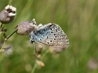 Maculinea arion 29, Tijmblauwtje, Saxifraga-Luuk Vermeer