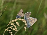 Maculinea arion 32, Tijmblauwtje, Saxifraga-Luuk Vermeer