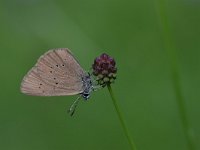 Maculinea nausithous 10, Donker pimpernelblauwtje, Saxifraga-Luuk Vermeer