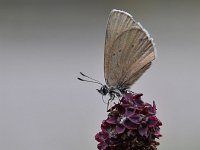 Maculinea nausithous 4, Donker pimpernelblauwtje, Saxifraga-Luuk Vermeer