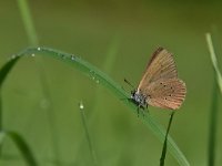 Maculinea nausithous 7, Donker pimpernelblauwtje, Saxifraga-Luuk Vermeer