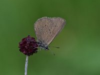 Maculinea nausithous 9, Donker pimpernelblauwtje, Saxifraga-Luuk Vermeer