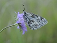 Melanargia galathea 110, Dambordje, Saxifraga-Luuk Vermeer