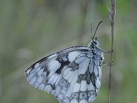 Melanargia galathea 113, Dambordje, Saxifraga-Luuk Vermeer