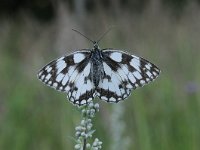 Melanargia galathea 115, Dambordje, Saxifraga-Luuk Vermeer