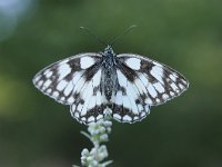 Melanargia galathea 116, Dambordje, Saxifraga-Luuk Vermeer