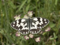 Melanargia galathea 118, Dambordje, Saxifraga-Willem van Kruijsbergen