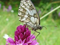 Melanargia galathea 120, Dambordje, Saxifraga-Tom Heijnen