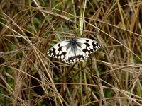 Melanargia lachesis 3, Spaans dambordje, Saxifraga-Ed Stikvoort