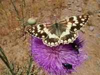 Melanargia larissa 7, Oostelijk dambordje, Saxifraga-Ed Stikvoort