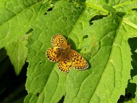 Melitaea athalia 102, Bosparelmoervlinder, Saxifraga-Hans Grotenhuis