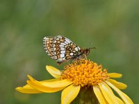 Melitaea athalia 79, Bosparelmoervlinder, Saxifraga-Luuk Vermeer