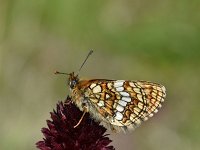 Melitaea athalia 83, Bosparelmoervlinder, Saxifraga-Luuk Vermeer