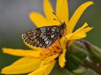 Melitaea athalia 86, Bosparelmoervlinder, Saxifraga-Luuk Vermeer