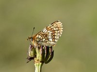 Melitaea athalia 87, Bosparelmoervlinder, Saxifraga-Luuk Vermeer