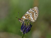 Melitaea athalia 89, Bosparelmoervlinder, Saxifraga-Luuk Vermeer