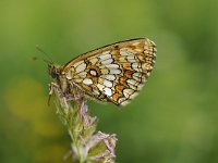 Melitaea athalia 96, Bosparelmoervlinder, Saxifraga-Luuk Vermeer