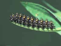 Melitaea athalia ssp celadussa 26, Bosparelmoervlinder, Saxifraga-Frits Bink