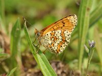 Melitaea cinxia 32, Veldparelmoervlinder, Saxifraga-Mark Zekhuis