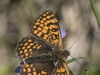 Melitaea  dejone 36, Spaanse parelmoervlinder, Saxifraga-Willem van Kruijsbergen