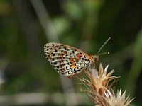 Melitaea didyma 86, Tweekleurige parelmoervlinder, Saxifraga-Joep Steur