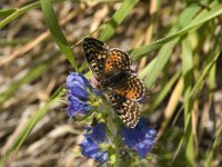 Melitaea didyma 87, Tweekleurige parelmoervlinder, Saxifraga-Jan van der Straaten