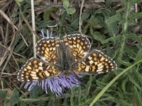Melitaea phoebe 21, Knoopkruidparelmoervlinder, Saxifraga-Willem van Kruijsbergen