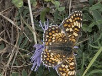 Melitaea phoebe 22, Knoopkruidparelmoervlinder, Saxifraga-Willem van Kruijsbergen